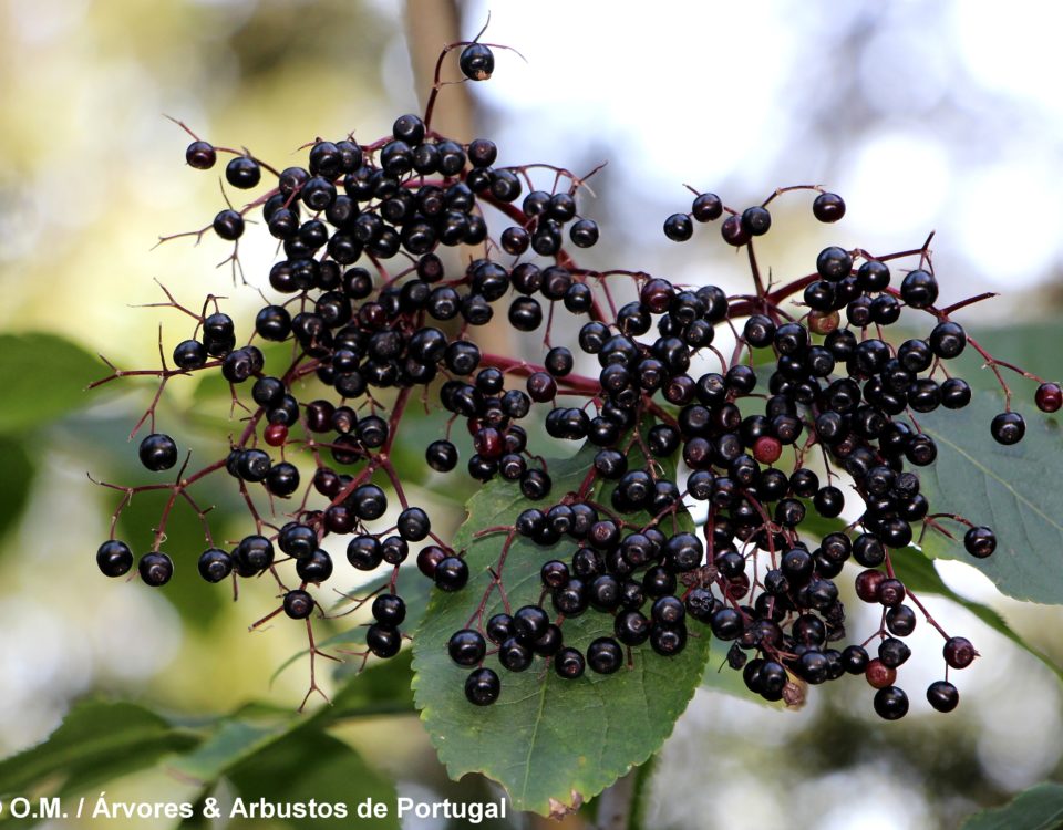 corimbo de frutos maduros de sabugueiro – Sambucus nigra