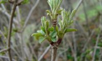 despontar das folhas de sabugueiro – Sambucus nigra
