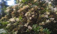 hábito de alfeneiro, alfenheiro, ligustro, em flor - Ligustrum vulgare