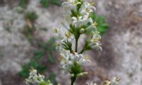 pormenor de panícula florida de alfeneiro, alfenheiro, ligustro - Ligustrum vulgare