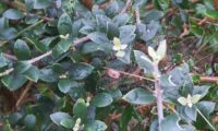 folhas e pecíolos pequenos, limbos ovados e obtusos de zambujeiro - Olea europaea. subsp. oleaster var. silvestris