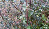 folhas pequenas e mucronadas de zambujeiro - Olea europaea subsp. oleaster var. silvestris