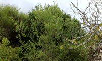 hábito de zambujeiro em 2016, depois de ser protegido do gado - Olea europaea subsp. oleaster var. silvestris