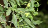 fruto verde de evónimo, fuseira, barrete-de-padre - Euonymus europaeus