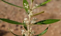 inflorescências de zambujeiro - Olea europaea subsp. oleaster var
