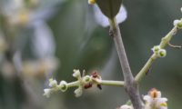 formação dos frutos de oliveira, depois da queda das flores - Olea europaea subsp. europaea var. europaea