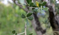 ramalhete de folhas de oliveira - Olea europaea subsp. europaea var. europaea
