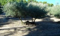 hábito de oliveira com quatro troncos, num olival - Olea europaea subsp. europaea var. europaea
