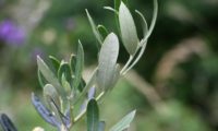 páginas inferiores de oliveira - Olea europaea subsp. europaea var. europaea