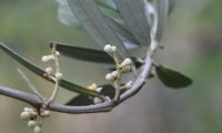 lâminas inferiores e inflorescências em botão de oliveira - Olea europaea subsp. europaea var. europaea