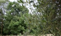 aspecto parcial de uma oliveira coberta de panículas em botão - Olea europaea subsp. europaea var. europaea