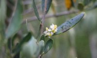 inflorescência axilar de oliveira - Olea europaea subsp. europaea var. europaea