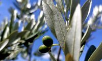 azeitonas imaturas, oliveira - Olea europaea subsp. europaea var. europaea