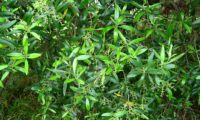 oliveira‑da‑rocha, zambujeiro, zambuzeiro, aspecto parcial com panículas em botão - Olea maderensis