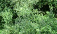 aspecto parcial da folhagem da oliveira-brava, oliveira‑da‑rocha, zambujeiro, zambuzeiro - Olea maderensis