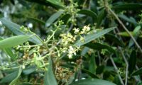 inflorescências de oliveira-brava - Olea maderensis