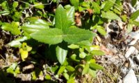 folhas juvenis de aderno com margens serradas - Phillyrea latifolia