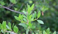 Phillyrea latifolia - Aderno (11)