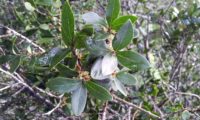 Phillyrea latifolia - Aderno (12)