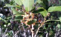 Phillyrea latifolia - Aderno (13)