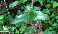 Phillyrea latifolia - Aderno (2)