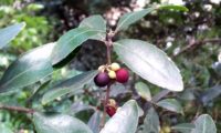 Phillyrea latifolia - Aderno (21)