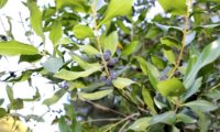 Phillyrea latifolia - Aderno (22)
