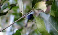 Phillyrea latifolia - Aderno (25)