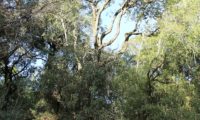 Phillyrea latifolia - Aderno (36)
