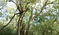 Phillyrea latifolia - Aderno (37)