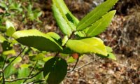 Phillyrea latifolia - Aderno (4)