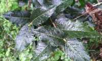 Phillyrea latifolia - Aderno (5)