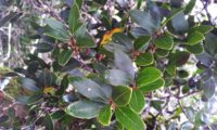 Phillyrea latifolia - Aderno (7)