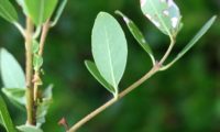 Phillyrea latifolia - Aderno (9)