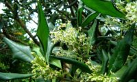 cachos de flores e de folhas com as margens revolutas de pau‑branco, branqueiro - Picconia excelsa