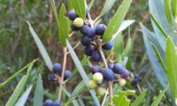 lentisco, aderno-de-folhas-estreitas - Phillyrea angustifolia (13)