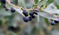lentisco, aderno-de-folhas-estreitas - Phillyrea angustifolia (17)