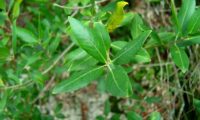 lentisco, aderno-de-folhas-estreitas - Phillyrea angustifolia (2)