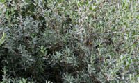 lentisco, aderno-de-folhas-estreitas - Phillyrea angustifolia (3)