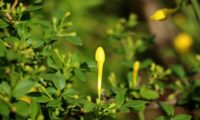 botão amarelo focalizado de jasmineiro-do-campo, rodeado de pequenas folhas verde intenso