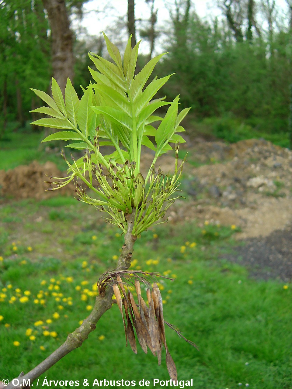Fraxinus excelsior - Freixo-europeu - Árvores e Arbustos de Portugal