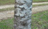 aspecto da casca de um jovem freixo-europeu, é cinzento-claro, com pouca rugosidade - Fraxinus excelsior