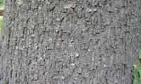 aspecto do tronco de um freixo-europeu maduro, a casca é muito espessa, pardo-acinzentada, rugosa, percorrida por um reticulado de fissuras longitudinais profundas e estreitas - Fraxinus excelsior
