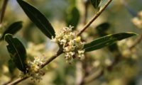 lentisco, aderno-de-folhas-estreitas - Phillyrea angustifolia