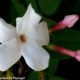 Esta foto mostra o pormenor de flor com cinco pétalas muito brancas e dois botões avermelhados de jasmineiro-galego, jasmim-branco, jasmim - Jasminum officinalis