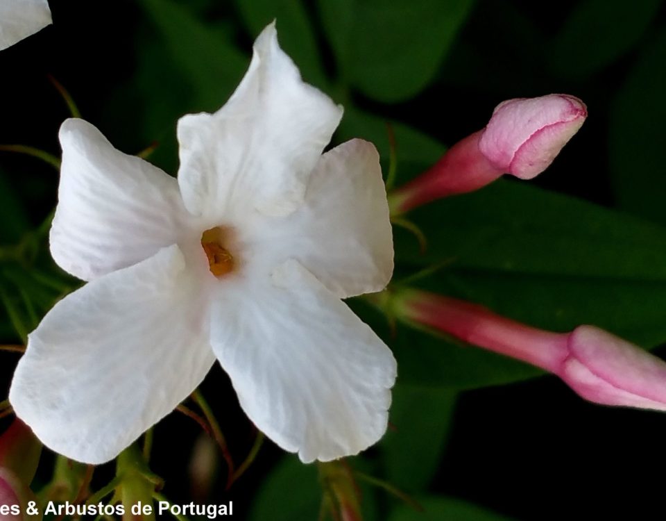 Esta foto mostra o pormenor de flor com cinco pétalas muito brancas e dois botões avermelhados de jasmineiro-galego, jasmim-branco, jasmim - Jasminum officinalis