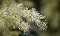 inflorescências detalhadas de freixo-florido, com os estames e anteras evidentes - Fraxinus ornus