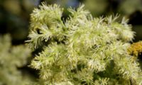 inflorescências algo esverdeada, devido aos órgãos reprodutivos de freixo-de-flor - Fraxinus ornus
