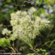 inflorescências erguida algo esverdeada de freixo-de-flor - Fraxinus ornus