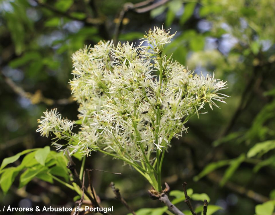inflorescências erguida algo esverdeada de freixo-de-flor - Fraxinus ornus